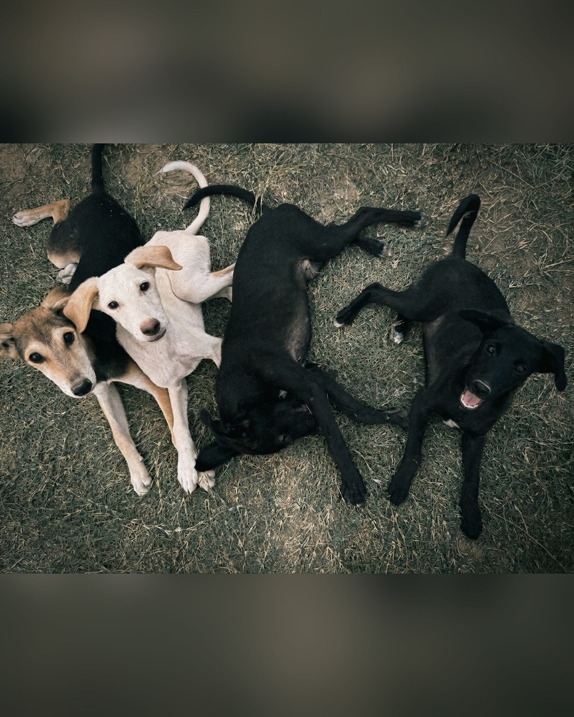 Moni, Tuson, Nikku and Ferry — the Kissan Haat pups